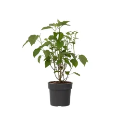 Planten|Tuinplanten-Plant in a Box Hortensia - Hydrangea 'Strong Annabelle' - Hoogte 30-40cm - ⌀19cm
