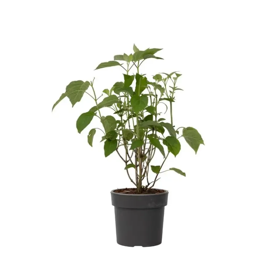 Planten|Tuinplanten-Plant in a Box Hortensia - Hydrangea 'Strong Annabelle' - Hoogte 30-40cm - ⌀19cm