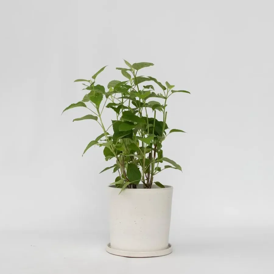 Planten|Tuinplanten-Plant in a Box Hortensia - Hydrangea 'Strong Annabelle' - Hoogte 30-40cm - ⌀19cm