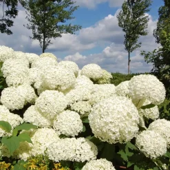 Planten|Tuinplanten-Plant in a Box Hortensia - Hydrangea 'Strong Annabelle' - Hoogte 30-40cm - ⌀19cm