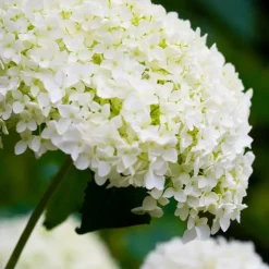 Planten|Tuinplanten-Plant in a Box Hortensia - Hydrangea 'Strong Annabelle' - Hoogte 30-40cm - ⌀19cm