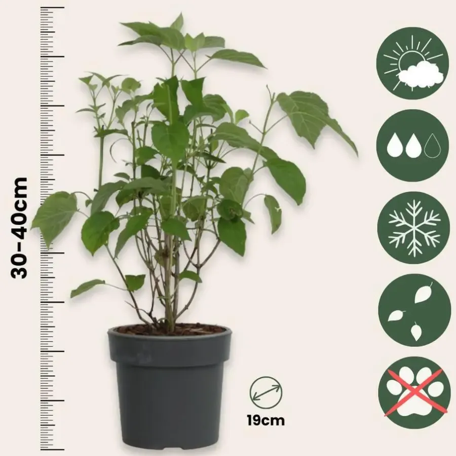 Planten|Tuinplanten-Plant in a Box Hortensia - Hydrangea 'Strong Annabelle' - Hoogte 30-40cm - ⌀19cm