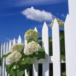 Planten|Tuinplanten-Plant in a Box Hortensia - Hydrangea 'Strong Annabelle' - Hoogte 30-40cm - ⌀19cm