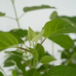 Planten|Tuinplanten-Plant in a Box Hortensia - Hydrangea 'Strong Annabelle' - Hoogte 30-40cm - ⌀19cm