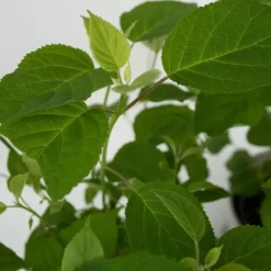 Planten|Tuinplanten-Plant in a Box Hortensia - Hydrangea 'Strong Annabelle' - Hoogte 30-40cm - ⌀19cm