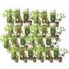 Planten|Tuinplanten-Plant in a Box Hortensia - Set van 24 - Hortensia paniculata - Hoogte 25-35cm - ⌀9cm