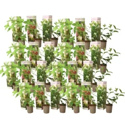 Planten|Tuinplanten-Plant in a Box Hortensia - Set van 24 - Hortensia paniculata - Hoogte 25-35cm - ⌀9cm