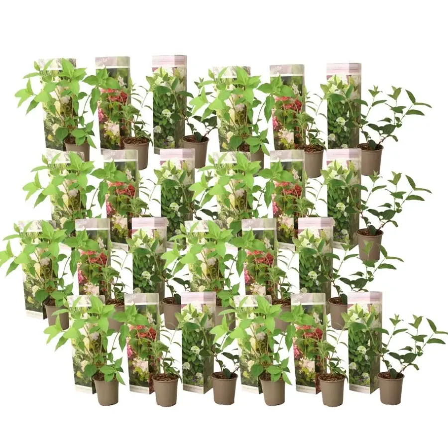 Planten|Tuinplanten-Plant in a Box Hortensia - Set van 24 - Hortensia paniculata - Hoogte 25-35cm - ⌀9cm