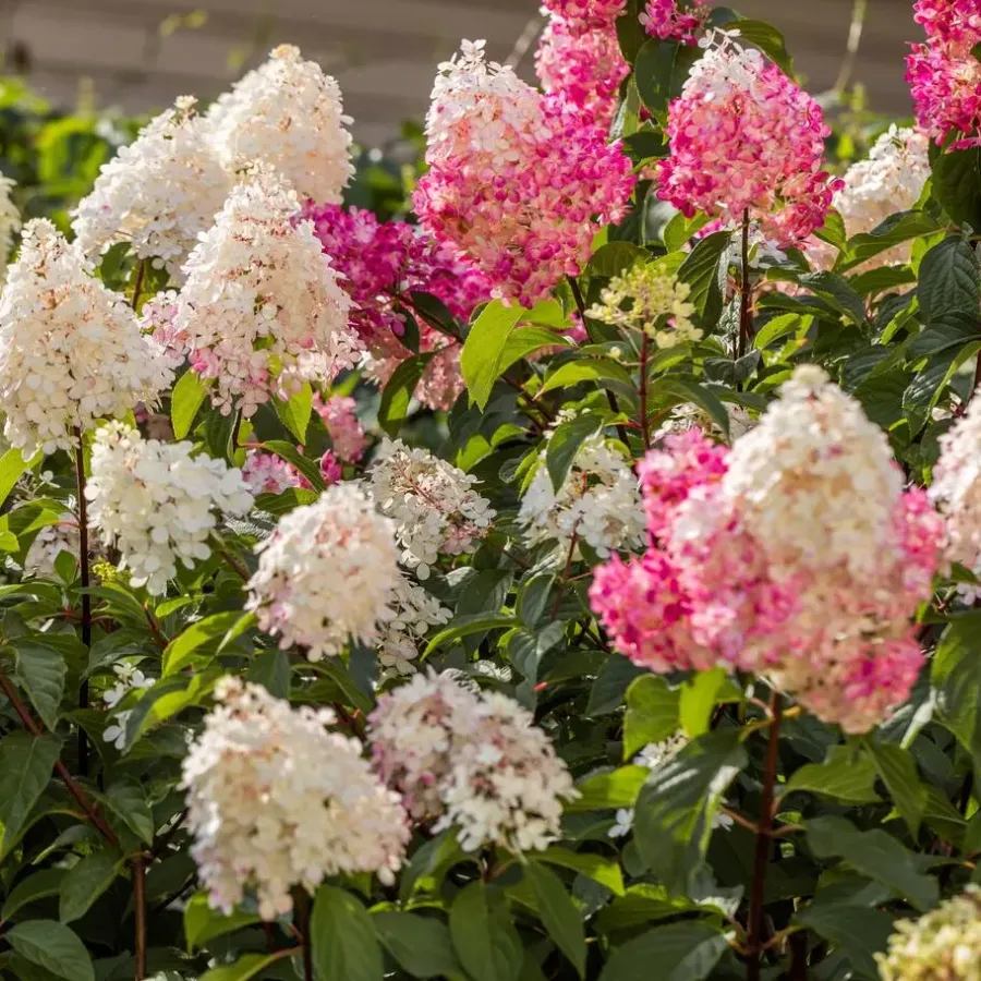 Planten|Tuinplanten-Plant in a Box Hortensia - Set van 24 - Hortensia paniculata - Hoogte 25-35cm - ⌀9cm