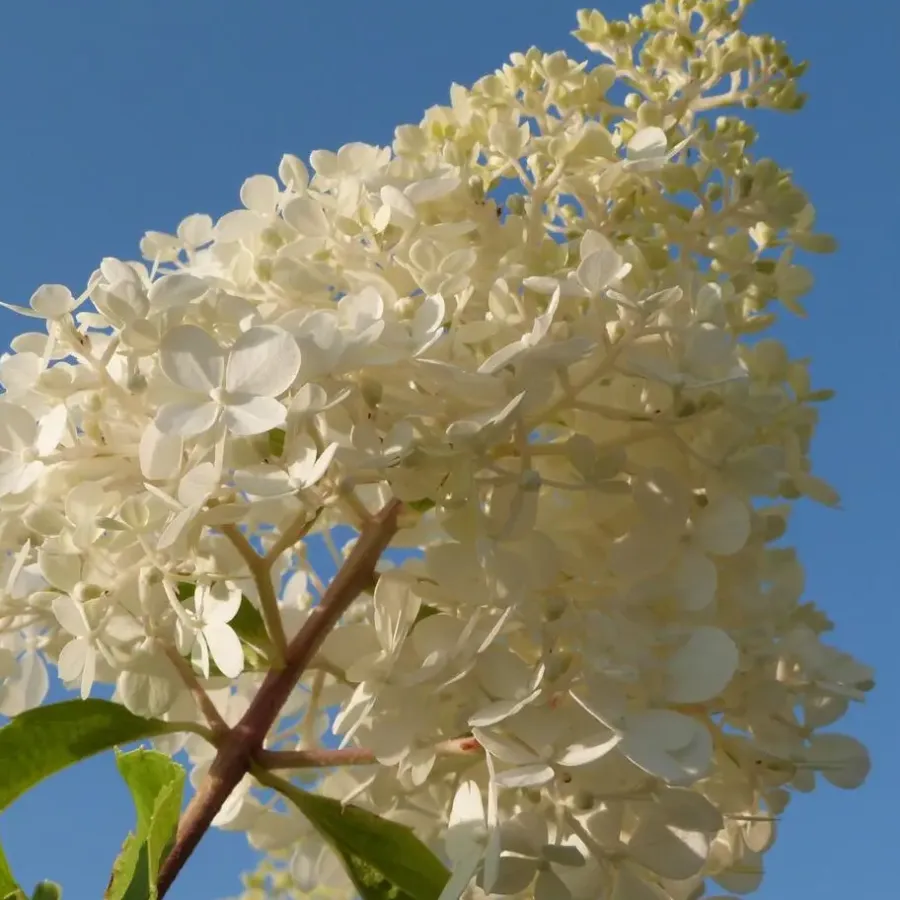 Planten|Tuinplanten-Plant in a Box Hortensia - Set van 24 - Hortensia paniculata - Hoogte 25-35cm - ⌀9cm