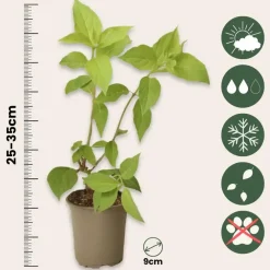 Planten|Tuinplanten-Plant in a Box Hortensia - Set van 24 - Hortensia paniculata - Hoogte 25-35cm - ⌀9cm