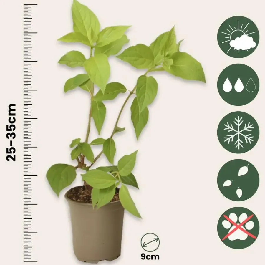 Planten|Tuinplanten-Plant in a Box Hortensia - Set van 24 - Hortensia paniculata - Hoogte 25-35cm - ⌀9cm