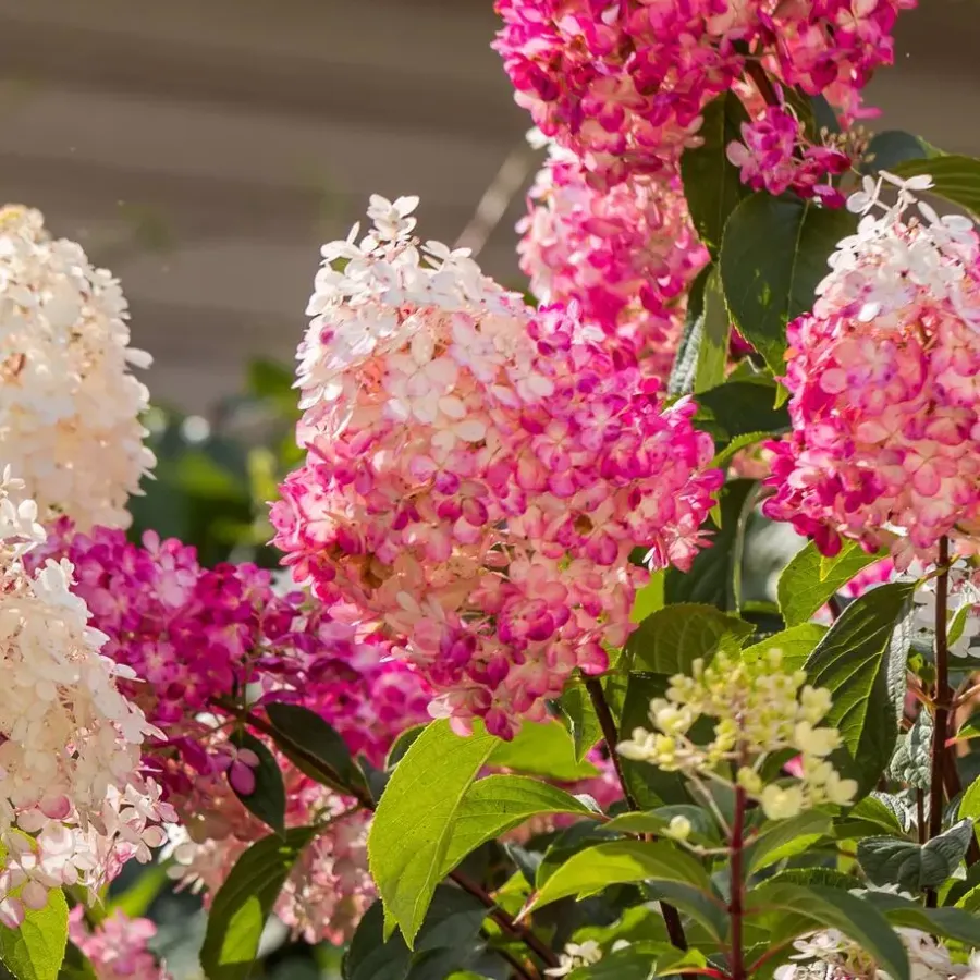 Planten|Tuinplanten-Plant in a Box Hortensia - Set van 24 - Hortensia paniculata - Hoogte 25-35cm - ⌀9cm