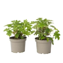 Planten|Tuinplanten-Plant in a Box Hortensia - Set van 2 - Hydrangea 'Toy Soldier' - Hoogte 25-40cm - ⌀19cm