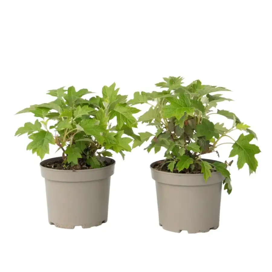 Planten|Tuinplanten-Plant in a Box Hortensia - Set van 2 - Hydrangea 'Toy Soldier' - Hoogte 25-40cm - ⌀19cm