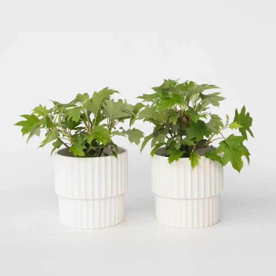 Planten|Tuinplanten-Plant in a Box Hortensia - Set van 2 - Hydrangea 'Toy Soldier' - Hoogte 25-40cm - ⌀19cm