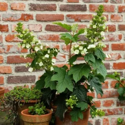 Planten|Tuinplanten-Plant in a Box Hortensia - Set van 2 - Hydrangea 'Toy Soldier' - Hoogte 25-40cm - ⌀19cm