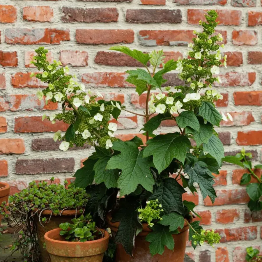 Planten|Tuinplanten-Plant in a Box Hortensia - Set van 2 - Hydrangea 'Toy Soldier' - Hoogte 25-40cm - ⌀19cm