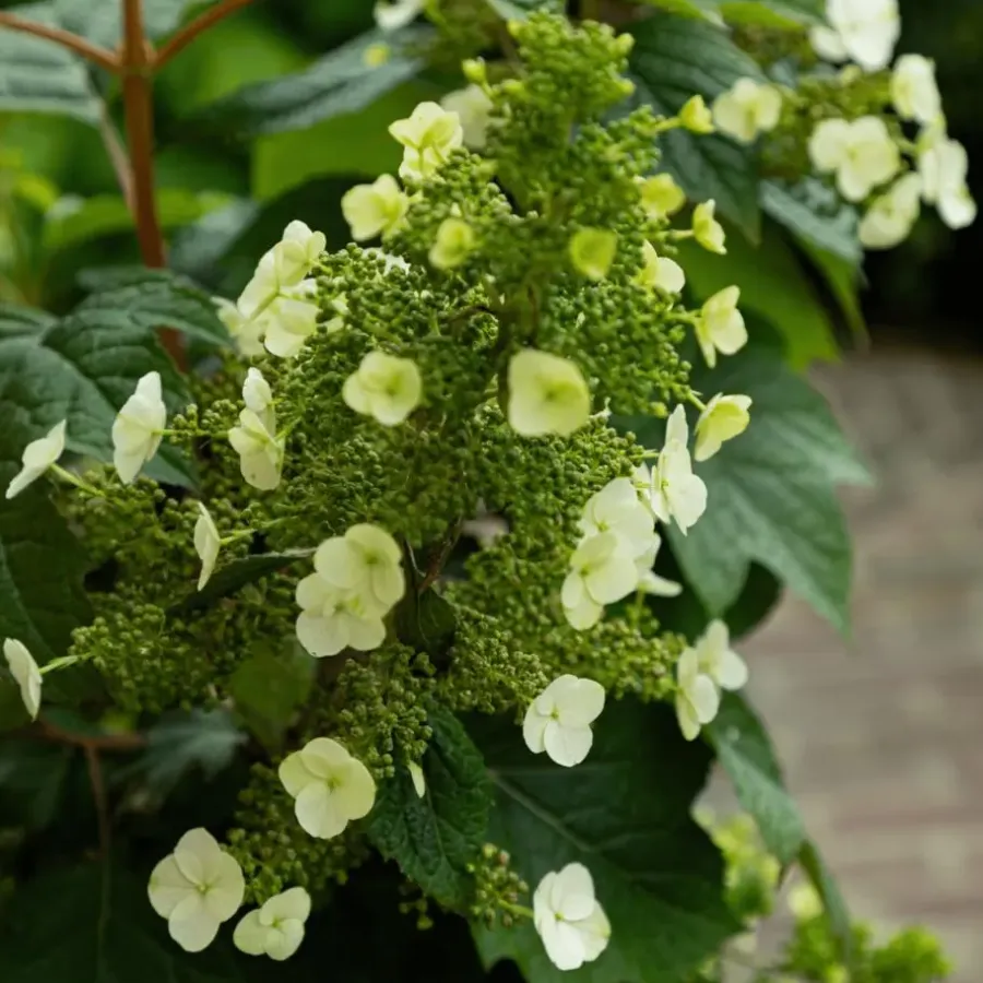 Planten|Tuinplanten-Plant in a Box Hortensia - Set van 2 - Hydrangea 'Toy Soldier' - Hoogte 25-40cm - ⌀19cm