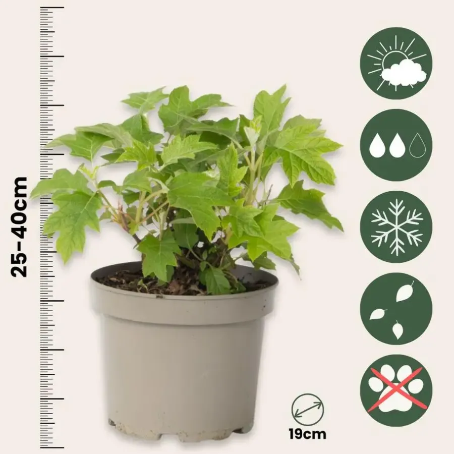 Planten|Tuinplanten-Plant in a Box Hortensia - Set van 2 - Hydrangea 'Toy Soldier' - Hoogte 25-40cm - ⌀19cm