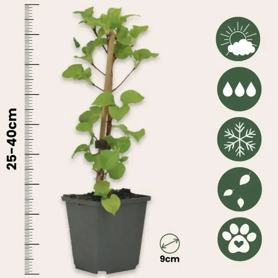 Plant in a Box Hortensia - Set van 6 - Hydrangea anomale petiolaris - Hoogte 25-40cm - ⌀9cm