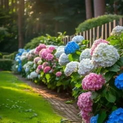 Planten|Tuinplanten-Plant in a Box Hortensia - Set van 3 - Hydrangea macrophylla - Hoogte 25-40cm - ⌀9cm