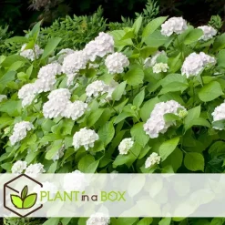 Planten|Tuinplanten-Plant in a Box Hortensia - Set van 3 - Hydrangea macrophylla - Hoogte 25-40cm - ⌀9cm