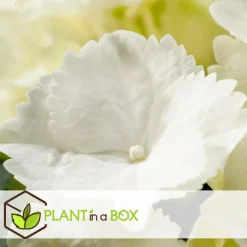 Planten|Tuinplanten-Plant in a Box Hortensia - Set van 3 - Hydrangea macrophylla - Hoogte 25-40cm - ⌀9cm