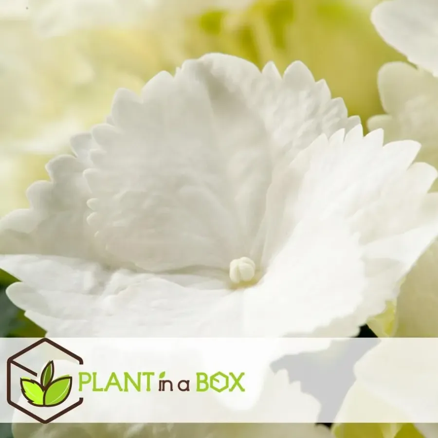 Planten|Tuinplanten-Plant in a Box Hortensia - Set van 3 - Hydrangea macrophylla - Hoogte 25-40cm - ⌀9cm