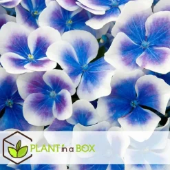 Plant in a Box Hortensia - Set van 3 - Hydrangea macrophylla 'Bavaria' - Hoogte 25-40cm - ⌀9cm