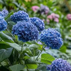 Plant in a Box Hortensia - Set van 4 - Hydrangea serrata 'Summerglow' - Hoogte 25-40cm - ⌀19cm