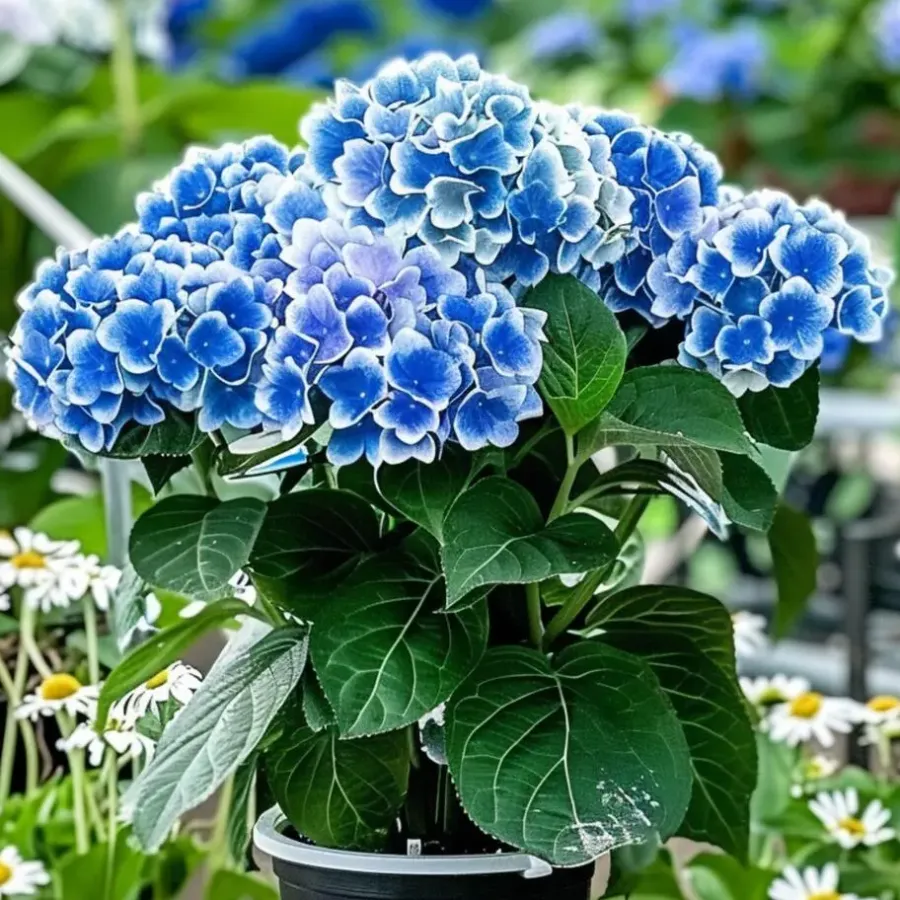 Plant in a Box Hortensia - Set van 6 - Hydrangea macrophylla 'Bavaria' - Hoogte 25-40cm - ⌀9cm