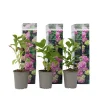 Planten|Tuinplanten-Plant in a Box Hortensia - Set van 3 - Hydrangea 'Early Pink' - Hoogte 25-40cm - ⌀9cm