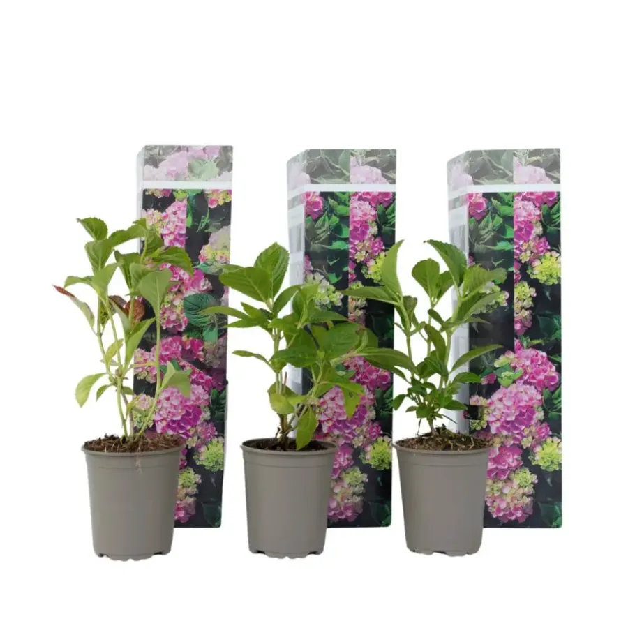 Planten|Tuinplanten-Plant in a Box Hortensia - Set van 3 - Hydrangea 'Early Pink' - Hoogte 25-40cm - ⌀9cm