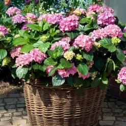 Planten|Tuinplanten-Plant in a Box Hortensia - Set van 3 - Hydrangea 'Early Pink' - Hoogte 25-40cm - ⌀9cm