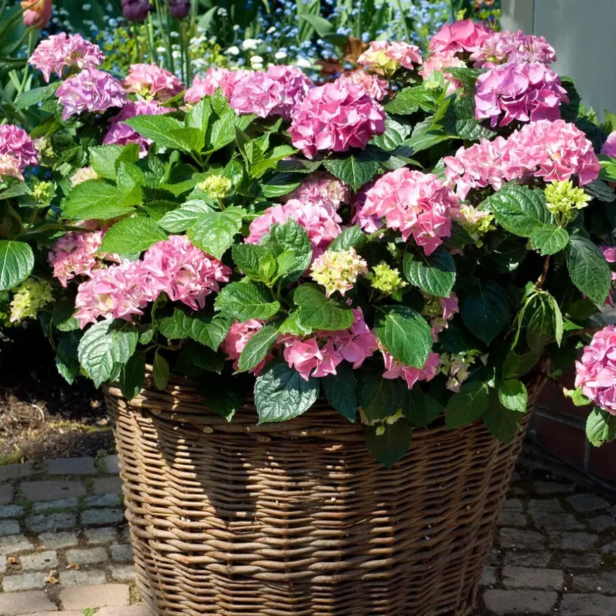 Planten|Tuinplanten-Plant in a Box Hortensia - Set van 3 - Hydrangea 'Early Pink' - Hoogte 25-40cm - ⌀9cm