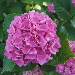 Planten|Tuinplanten-Plant in a Box Hortensia - Set van 3 - Hydrangea 'Early Pink' - Hoogte 25-40cm - ⌀9cm