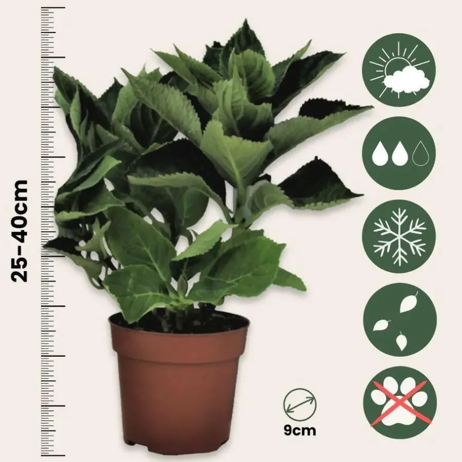Planten|Tuinplanten-Plant in a Box Hortensia - Set van 3 - Hydrangea 'Early Pink' - Hoogte 25-40cm - ⌀9cm