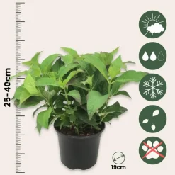 Plant in a Box Hortensia - Set van 2 - Hydrangea serrata 'Summerglow' - Hoogte 25-40cm - ⌀19cm