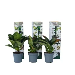 Planten|Tuinplanten-Plant in a Box Hortensia - Set van 6 - Hydrangea 'Benxi' - Hoogte 25-40cm - ⌀9cm