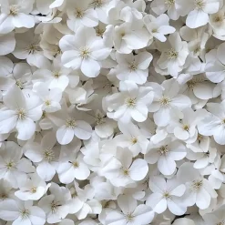 Planten|Tuinplanten-Plant in a Box Hortensia - Set van 6 - Hydrangea 'Benxi' - Hoogte 25-40cm - ⌀9cm