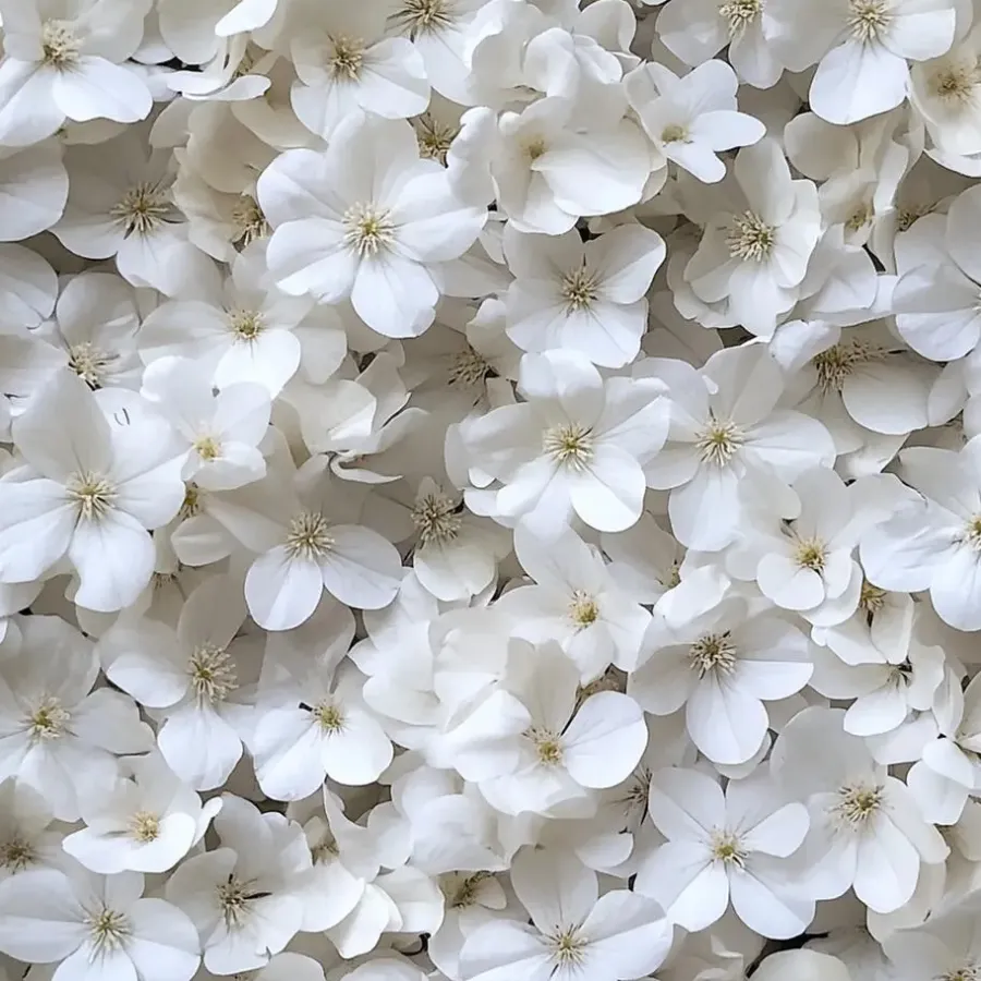 Planten|Tuinplanten-Plant in a Box Hortensia - Set van 6 - Hydrangea 'Benxi' - Hoogte 25-40cm - ⌀9cm