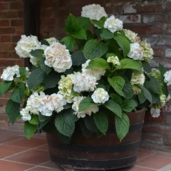 Planten|Tuinplanten-Plant in a Box Hortensia - Set van 6 - Hydrangea 'Benxi' - Hoogte 25-40cm - ⌀9cm