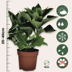 Planten|Tuinplanten-Plant in a Box Hortensia - Set van 6 - Hydrangea 'Benxi' - Hoogte 25-40cm - ⌀9cm