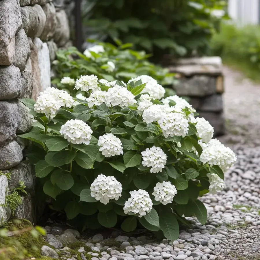 Planten|Tuinplanten-Plant in a Box Hortensia - Set van 6 - Hydrangea 'Benxi' - Hoogte 25-40cm - ⌀9cm