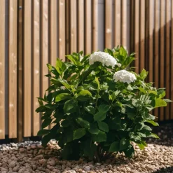 Planten|Tuinplanten-Plant in a Box Hortensia - Set van 6 - Hydrangea 'Benxi' - Hoogte 25-40cm - ⌀9cm