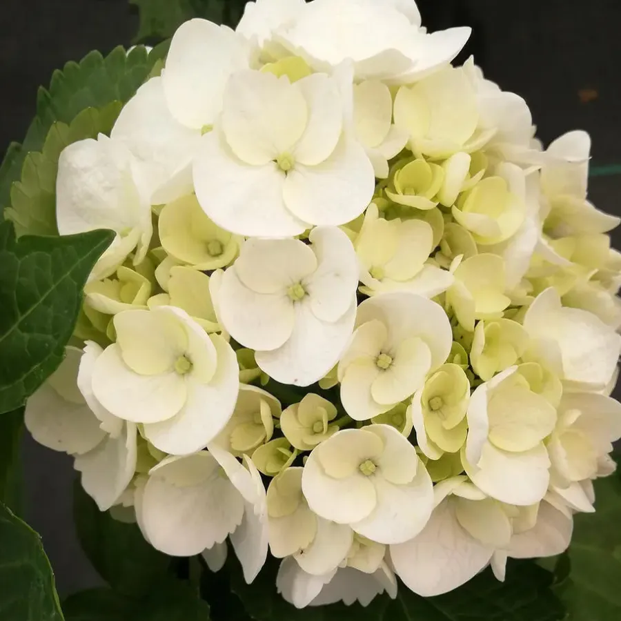 Planten|Tuinplanten-Plant in a Box Hortensia - Set van 6 - Hydrangea 'Benxi' - Hoogte 25-40cm - ⌀9cm
