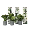 Planten|Tuinplanten-Plant in a Box Hortensia - Set van 3 - Hydrangea 'Benxi' - Hoogte 25-40cm - ⌀9cm