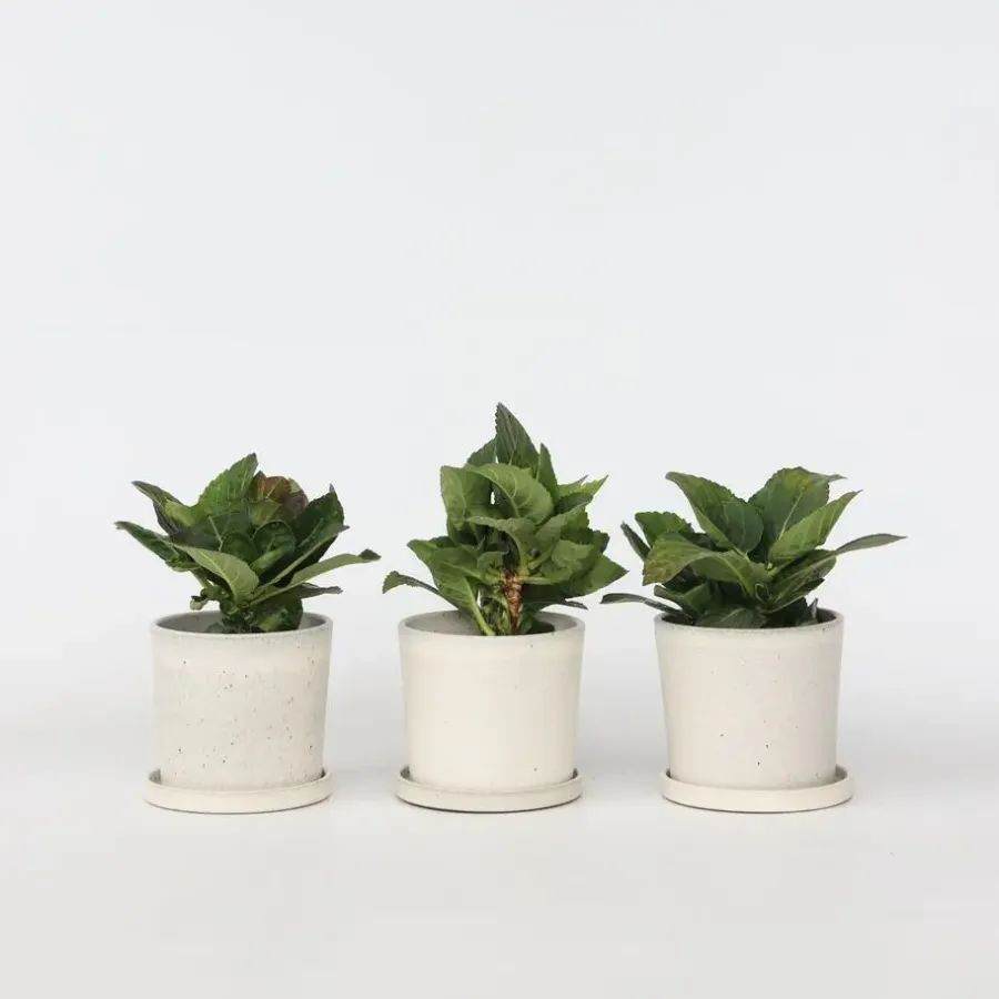 Planten|Tuinplanten-Plant in a Box Hortensia - Set van 3 - Hydrangea 'Benxi' - Hoogte 25-40cm - ⌀9cm