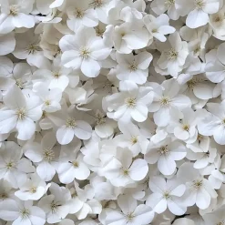 Planten|Tuinplanten-Plant in a Box Hortensia - Set van 3 - Hydrangea 'Benxi' - Hoogte 25-40cm - ⌀9cm